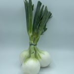 CEBA TENDRA