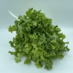 Escarola